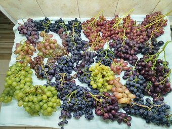 Predám odrezky viniča - 6