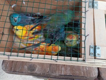 Papagaj spevavi. - 6