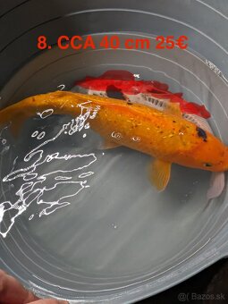 Koi Kapor - 6