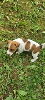 Jack russel terier šteniatka - 6