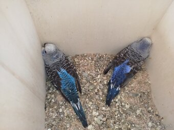 Andulka blackwings,ciernokrydla - 6