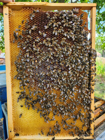 faceliový včelí med - 6