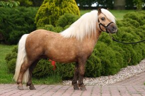 Pripustanie shetland s pp - 6