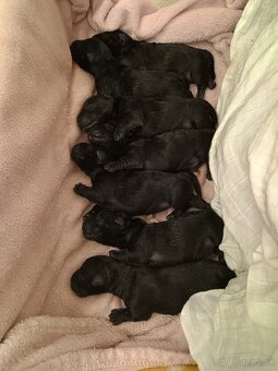 Scottish terrier - škotský teriér - 6