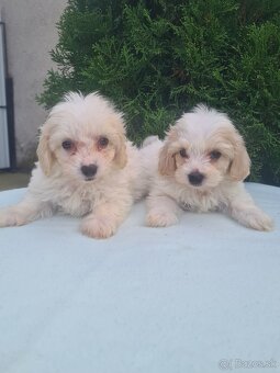 Maltipoo - 6