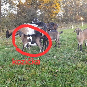 Podielova AN koza , capko - 6
