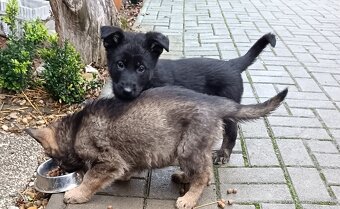 Nemecký ovčiak šteniatka - 6