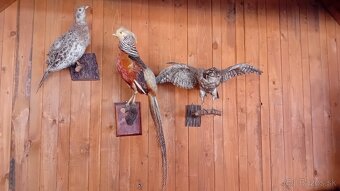 Trofeje, parohy, preparaty - 6