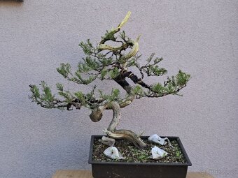 Bonsai / bonsaj - rozne, foto v prilohe, ponuka v texte - 6