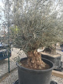 Olivovník bonsai - 6