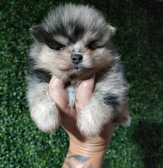 Pomeranian - 6