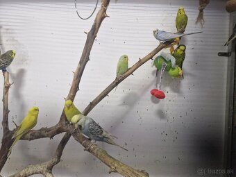 Andulky,zebricky,holubky diamantove - 6