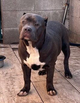 American Bully - 6