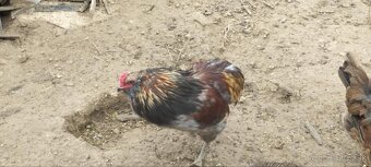 Kuriatka Araucana - 6
