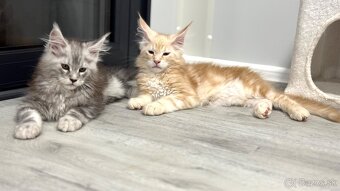 ELLIOT❣️Mainská Myvalia Maine Coon mačiatka - 6