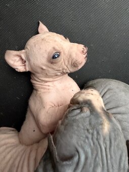 Americky bezsrsty terier - 6