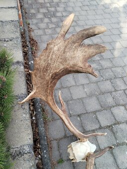 Madailova trofej daniela - 6