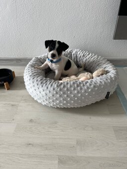 Jack Russell Terrier - 6