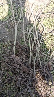 Paulownia Tomentosa volnokorenná minuloročná - 6