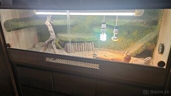 Agama bradata plus terarium - 6