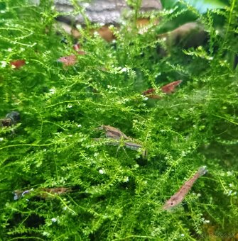 Mini rak cambarellus diminutus - 6