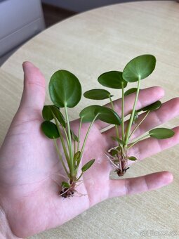 Izbové rastliny - pilea peperomioides a Epipremnum Divý Jano - 6