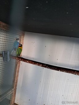 2025-Agapornis škraboškový Samček aj Samička. - 6