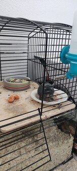 Predám pieskomily - 6