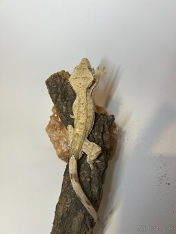 Pagekon Riasnatý 1.2 - 6