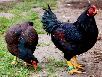 Predám, vymenim - 6