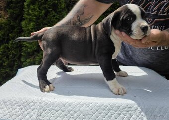 American Bully xl - 6