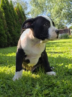 American Bully xl - 6