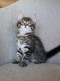 mačiatka Maine Coon/Nórska lesná + veľký domáci kocúr - 6
