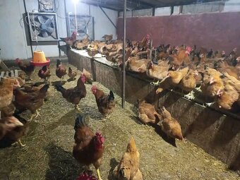 Kalimero natural hnedý vhodné už na vonkajší výbeh - 6