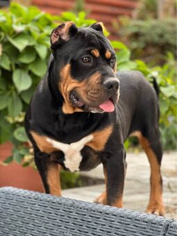 American bully xl/xxl - 6