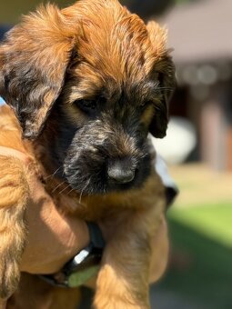 Briard s PP - 6