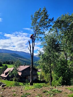 Výrub stromov a krovia - 6