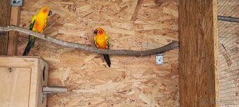Aratinga Slnecna - 6
