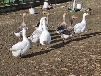 Tulúzska hus , Slovenská biela hus - 6