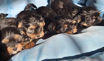 Yorkšhir,york,yorkšhirsky terier - 6