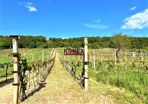 Vínny domček s krásnou vinicou – obec Viničky - 6
