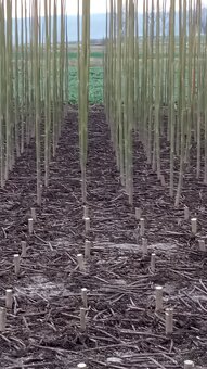 Paulownia Shan Tong  Agát sadenice - 6
