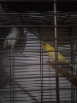 Predám kanáriky - 6