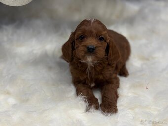 Cavapoo - 6