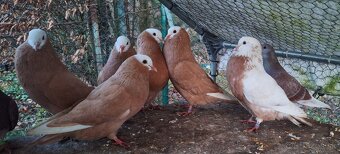 Slovenský Hrvoliak - 6