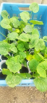 PRIESADY PLANTY - 6