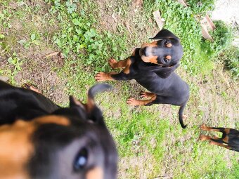 Doberman šteniatka - 6