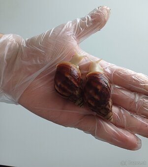 🐌lissachatina fulica albino body🐌 - 6