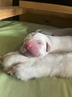 labradorský retriever FCI - žlté šteniatka - otec Grand šamp - 6