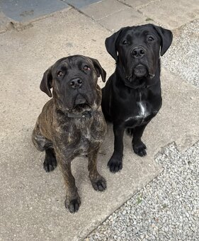 Cane Corso šteniatka - 6